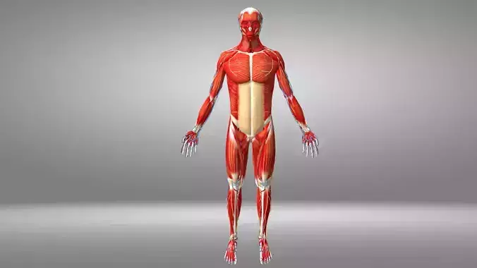 Human Anatomy Low-poly 3D model