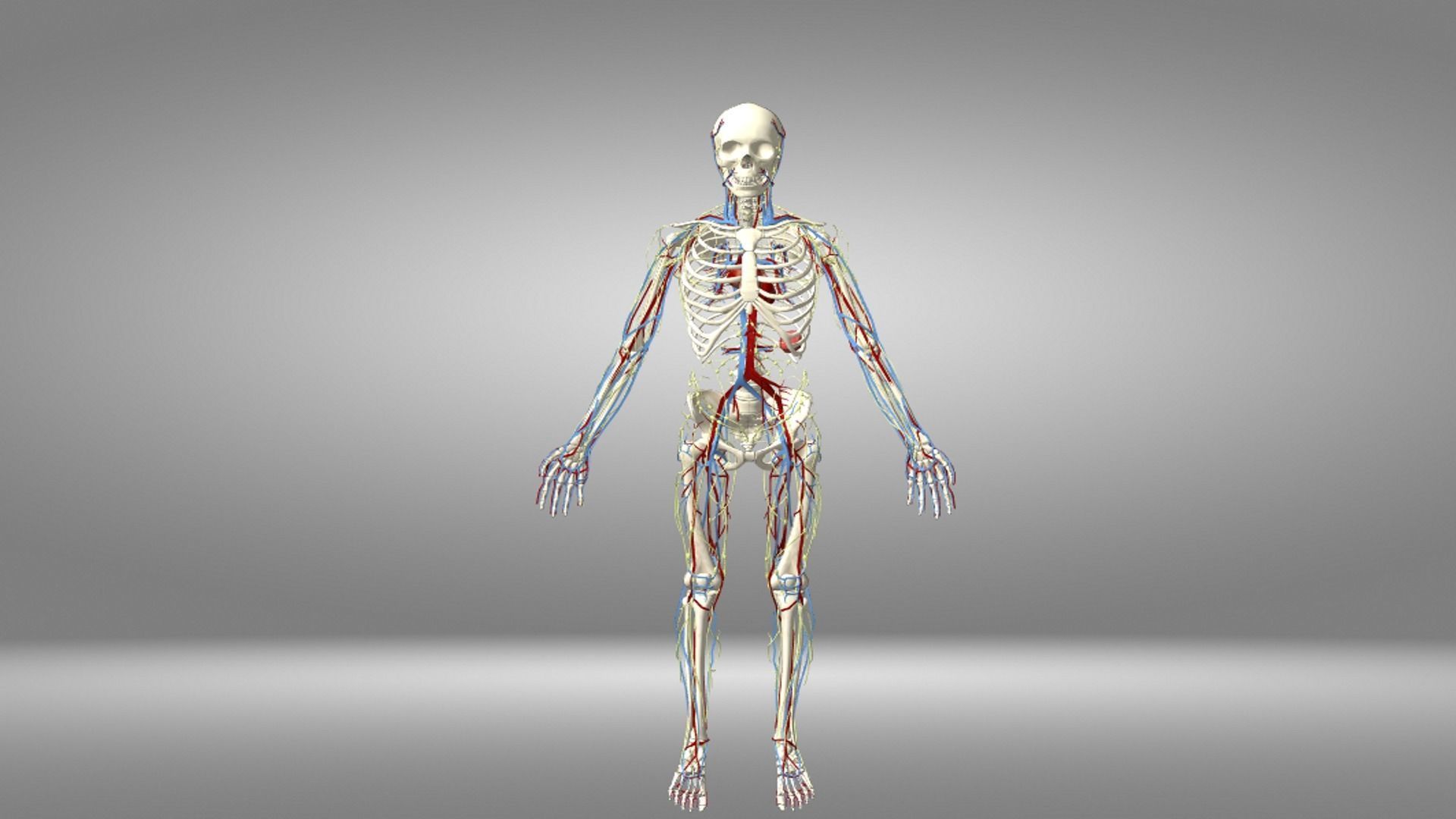 Human Anatomy Low-poly 3D model_1