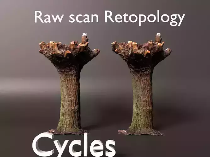 Pollard Willow Scan 2 