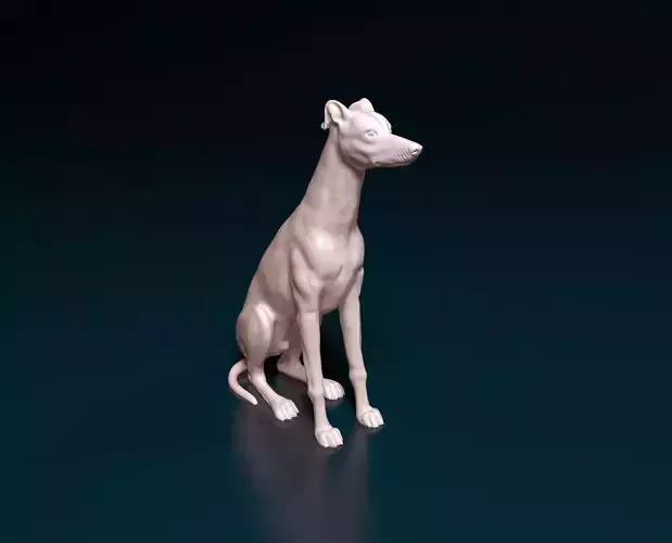 Greyhound dog