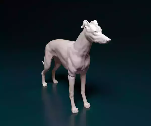 Greyhound dog 3D print model