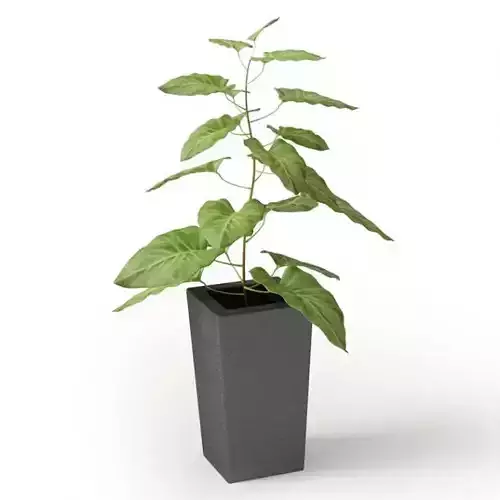 Plant In Black Pot
