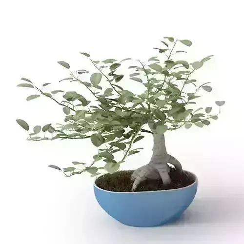 Decorative Miniature Eucalyptus Plant In Blue Pot