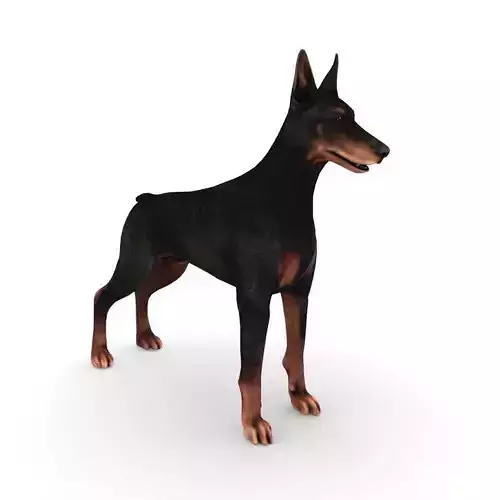 Doberman