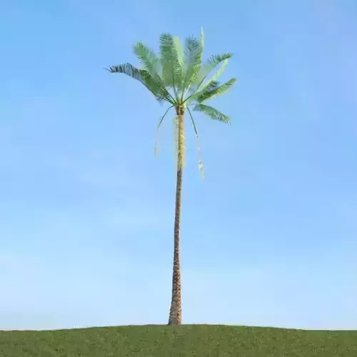 Tree Model With Shaders And Textures
