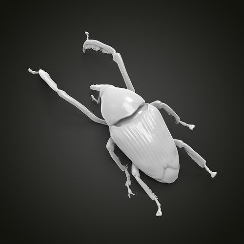 Weevil beetle 3D print model