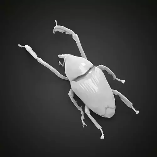 Weevil beetle 3D print model