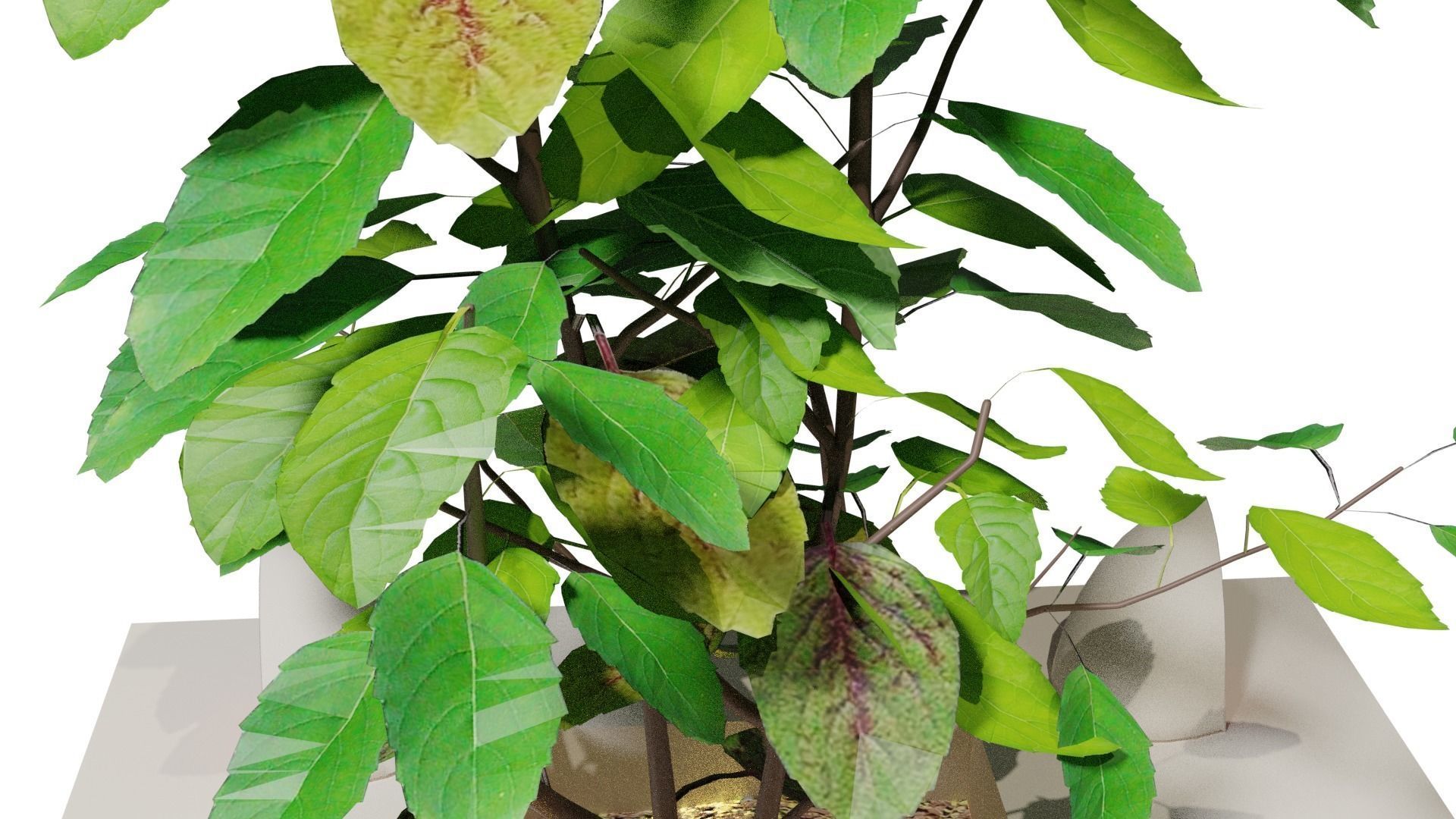 Basil Tree Low-poly 3D model_5