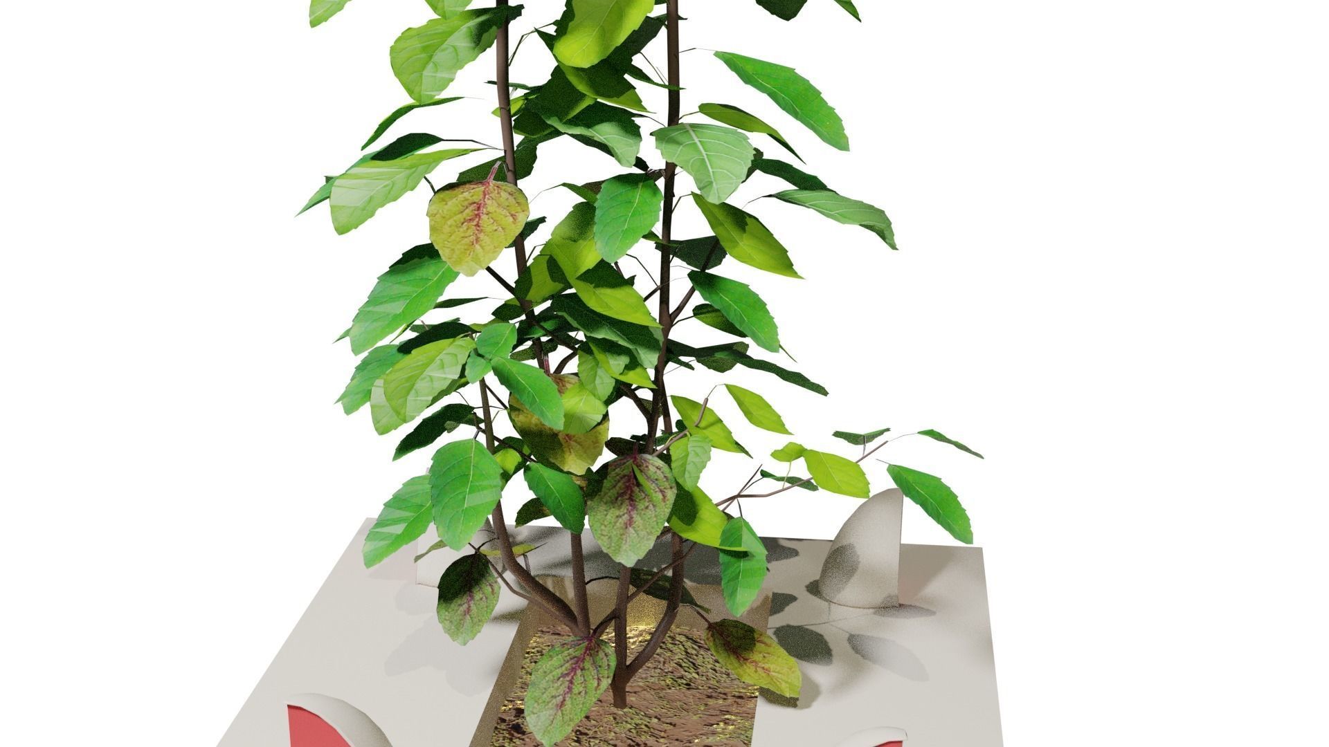 Basil Tree Low-poly 3D model_1