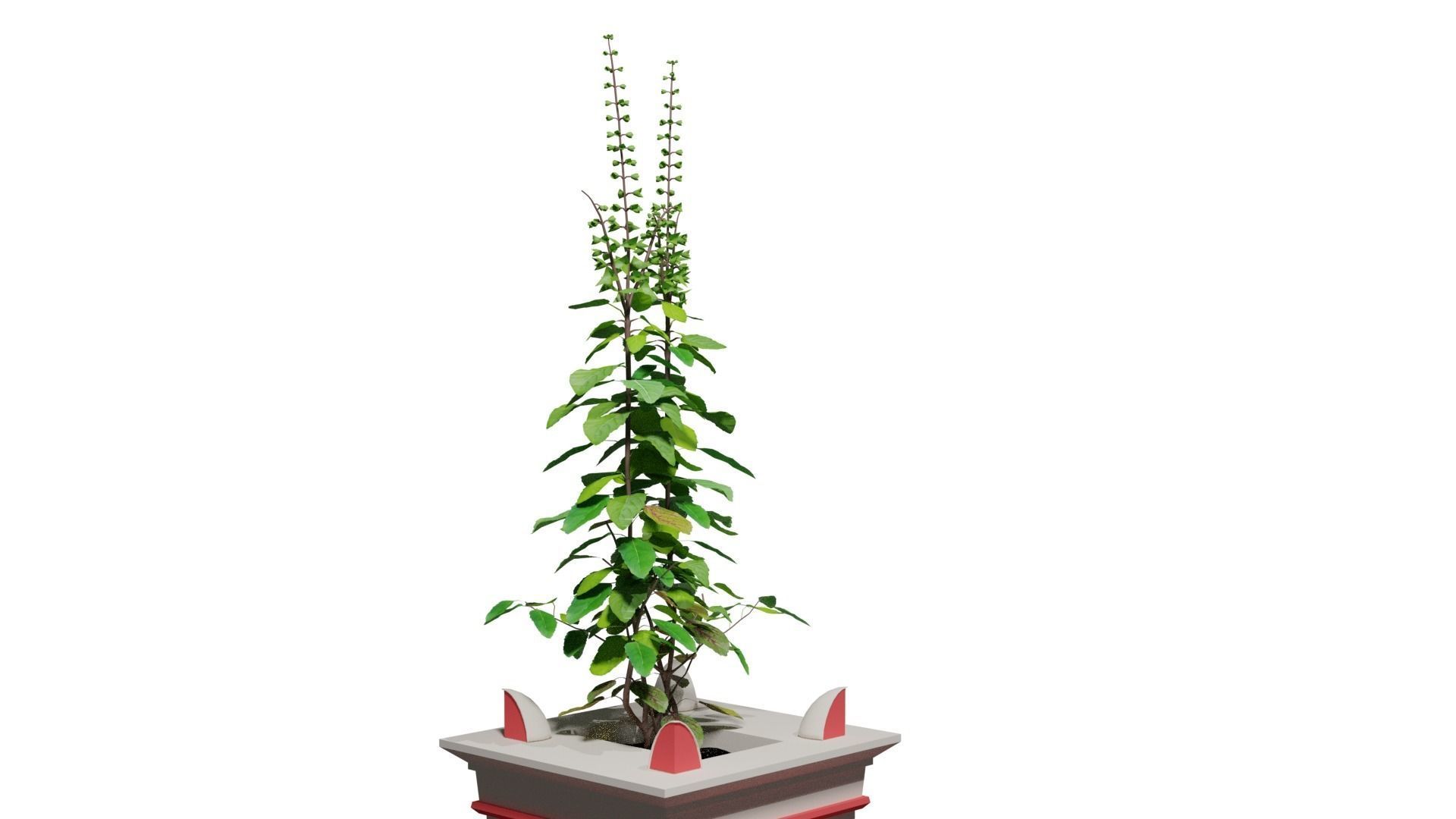 Basil Tree Low-poly 3D model_4