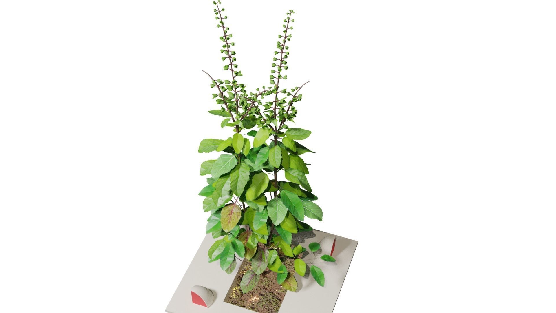 Basil Tree Low-poly 3D model_3