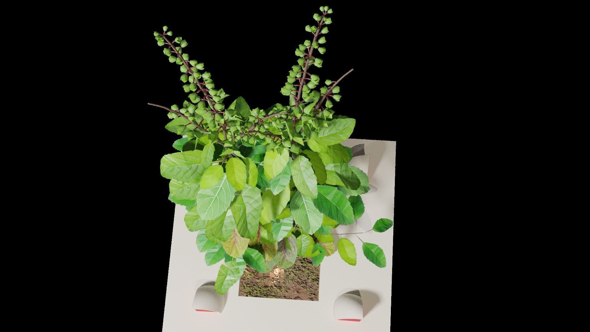 Basil Tree Low-poly 3D model_7