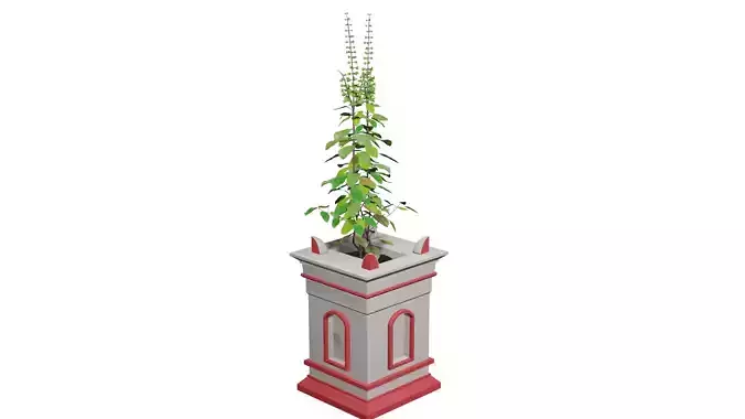 Basil Tree