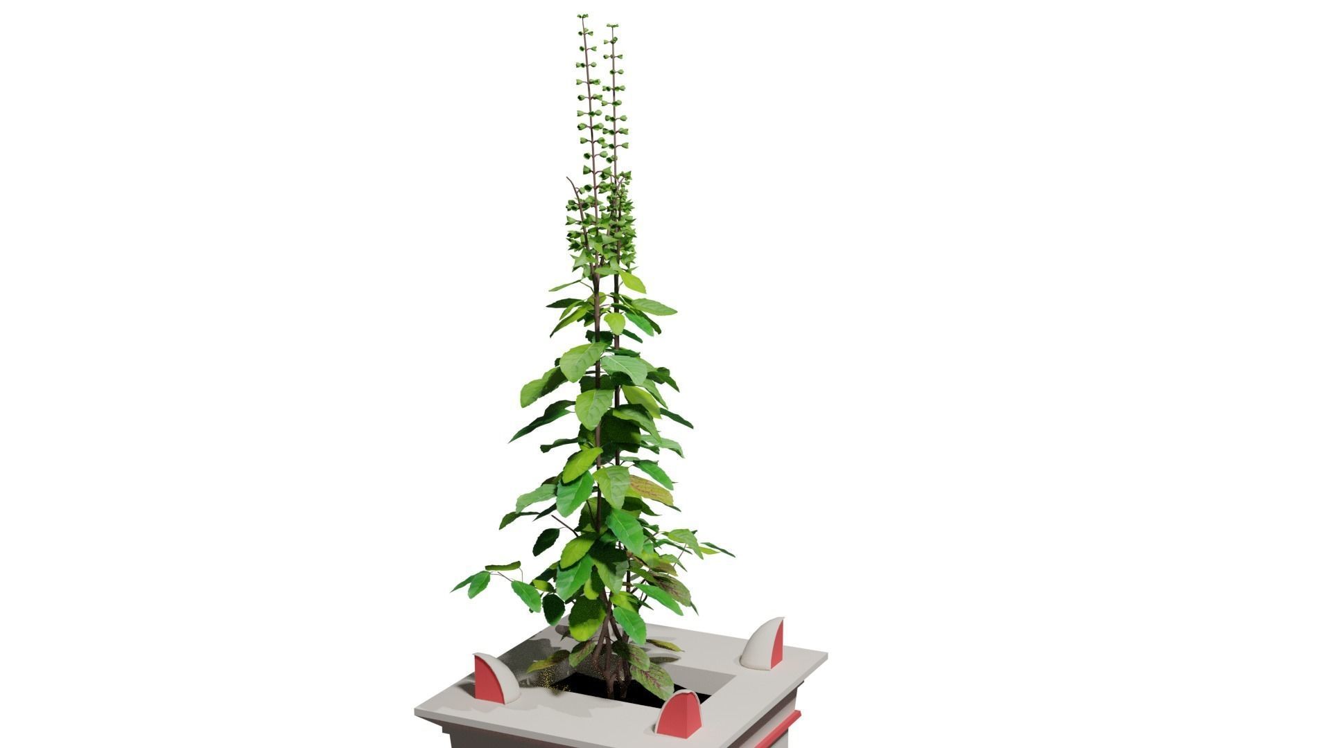 Basil Tree Low-poly 3D model_2