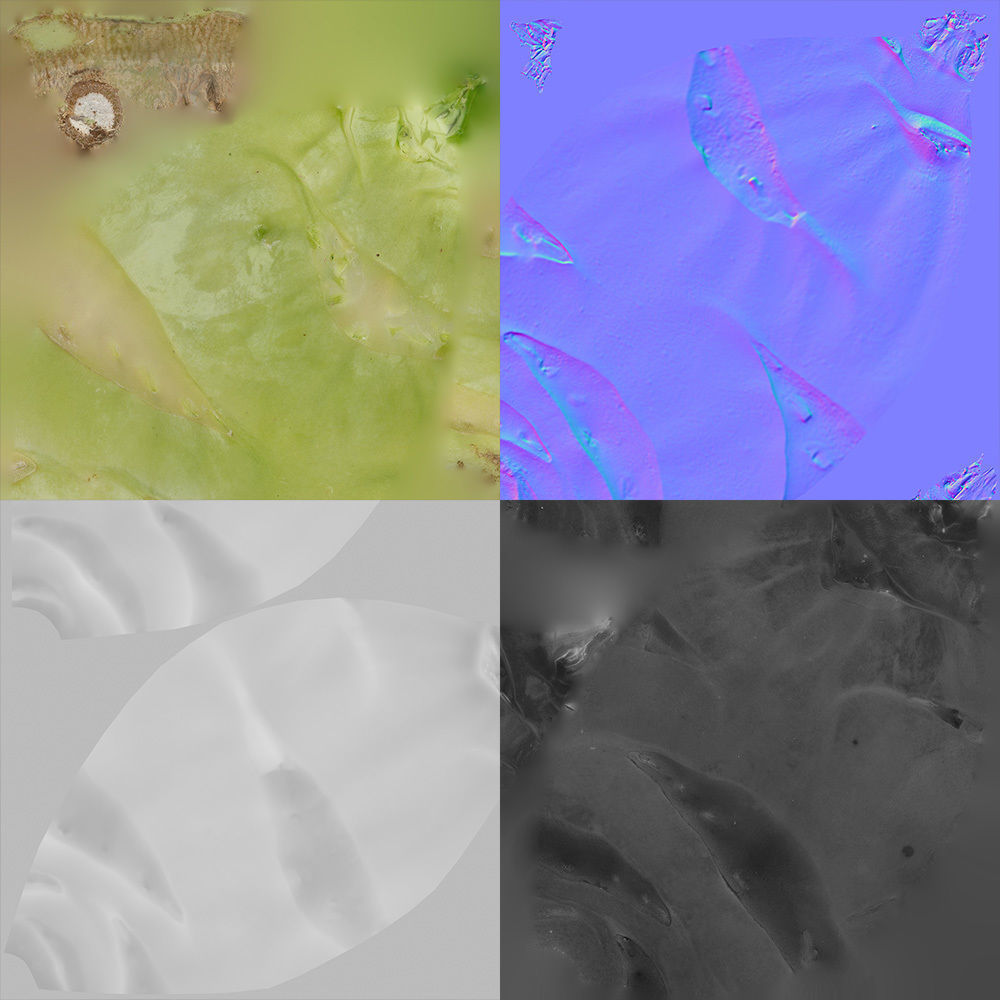 Kohlrabi 3D model_11