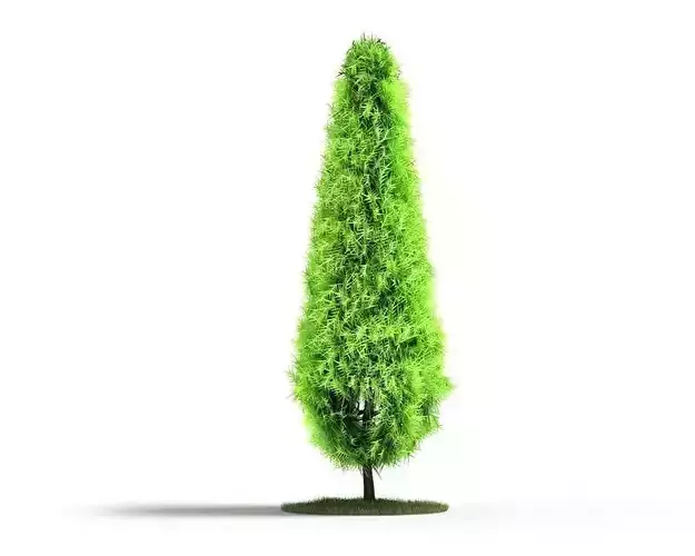 Green Shaped Conifer Tree