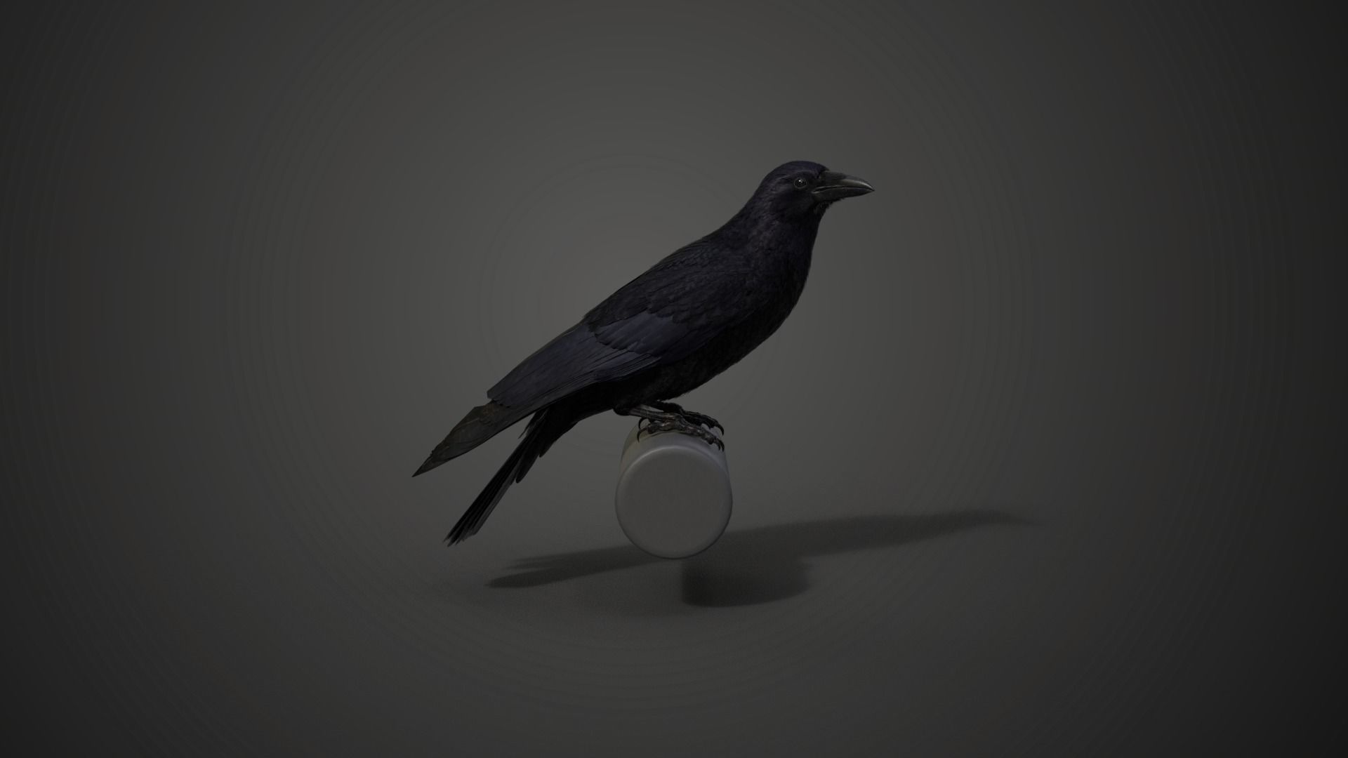 Carrion Crow Animated VFX Grace 3D model_15