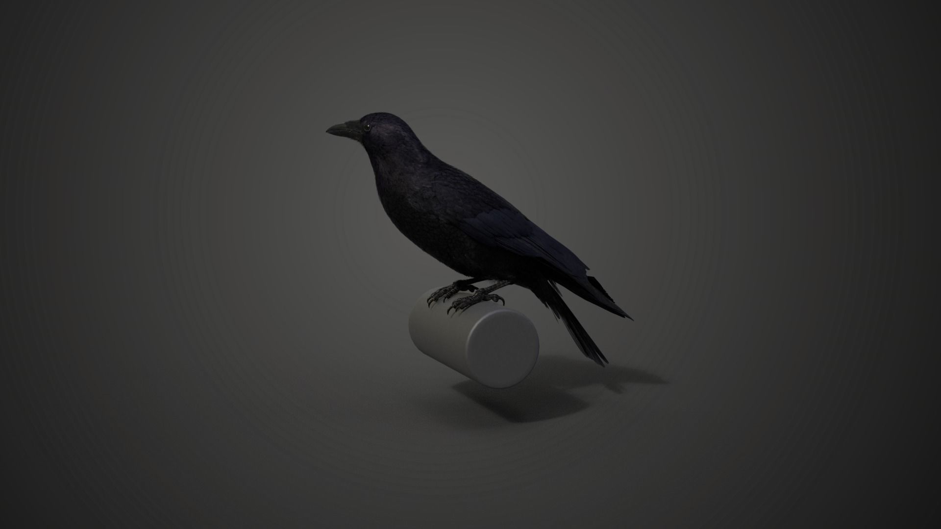 Carrion Crow Animated VFX Grace 3D model_18