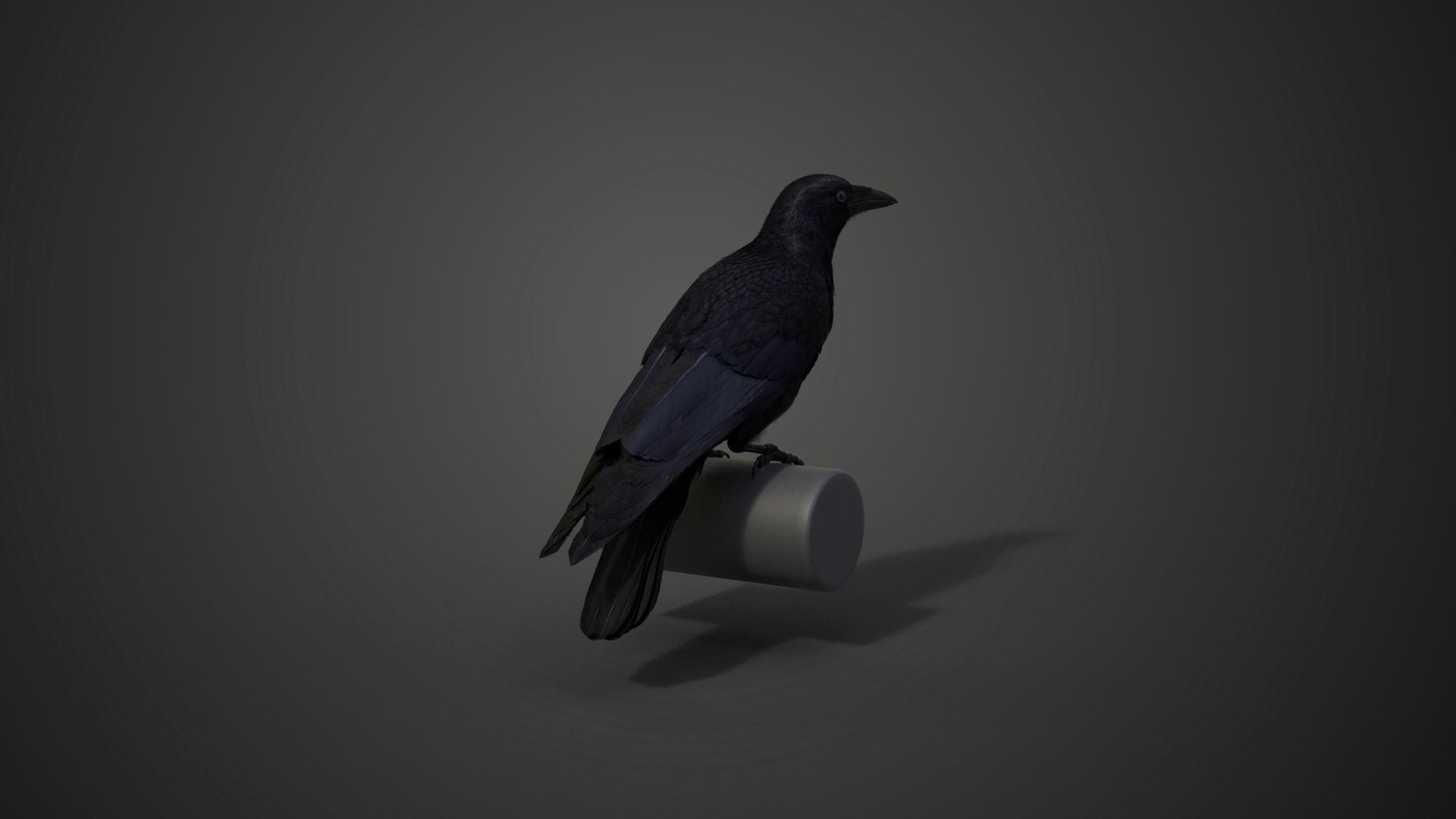 Carrion Crow Animated VFX Grace 3D model_16