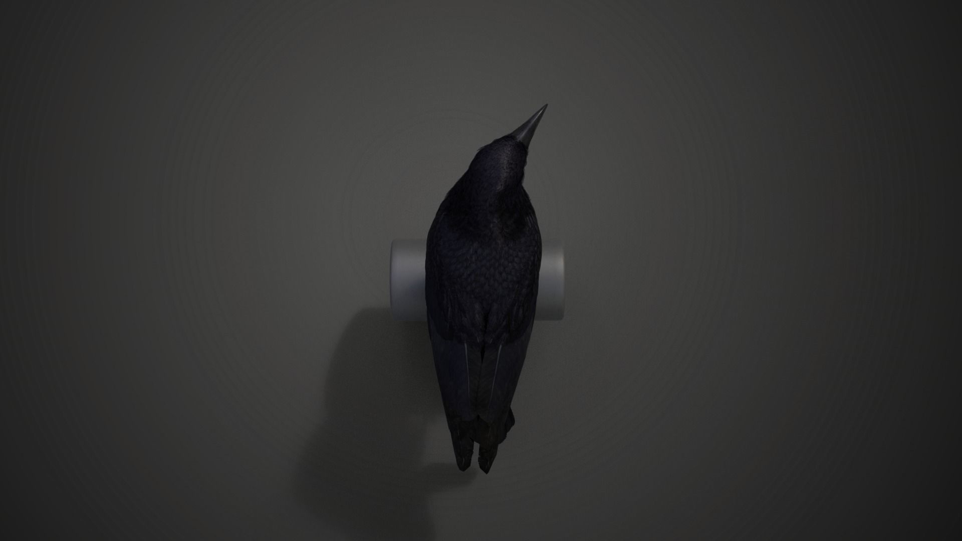 Carrion Crow Animated VFX Grace 3D model_20
