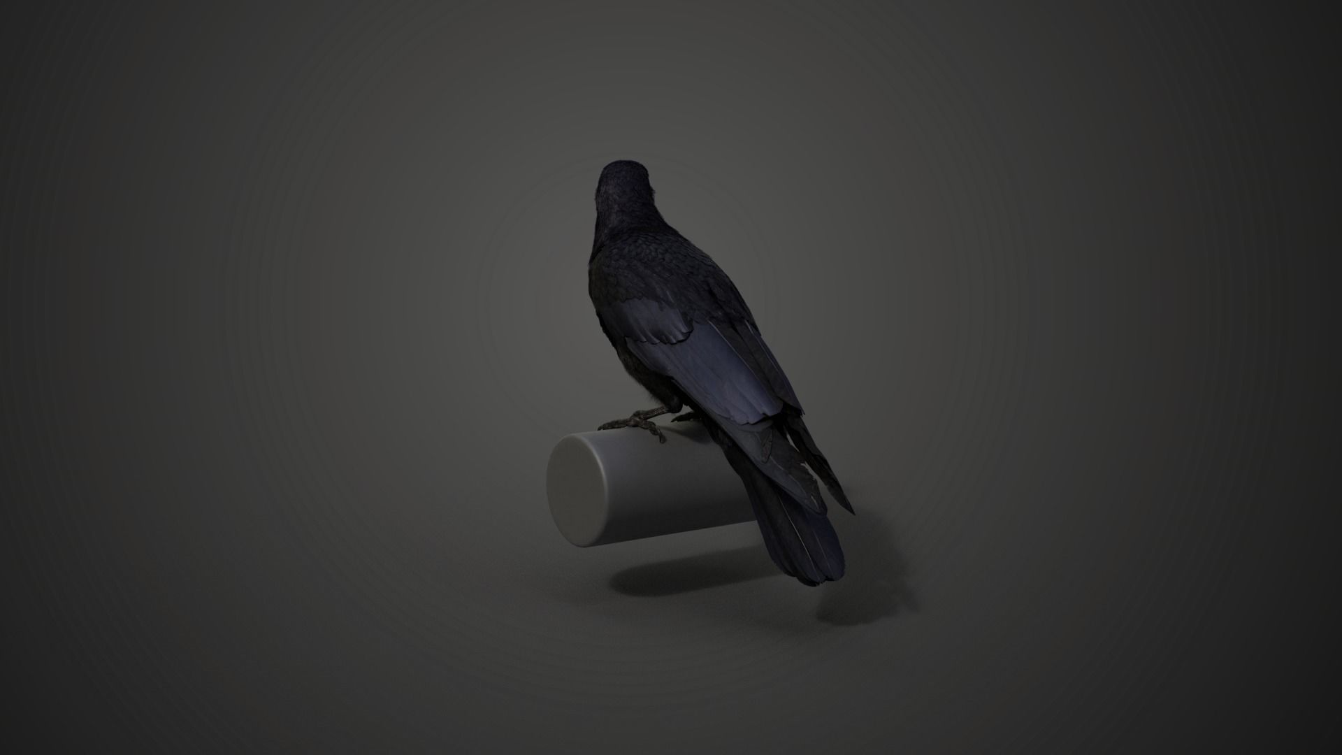 Carrion Crow Animated VFX Grace 3D model_17