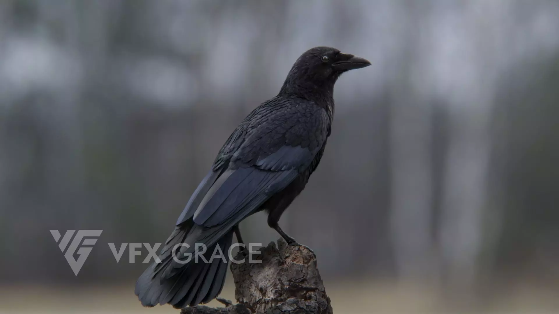 Carrion Crow Animated VFX Grace 3D model_0