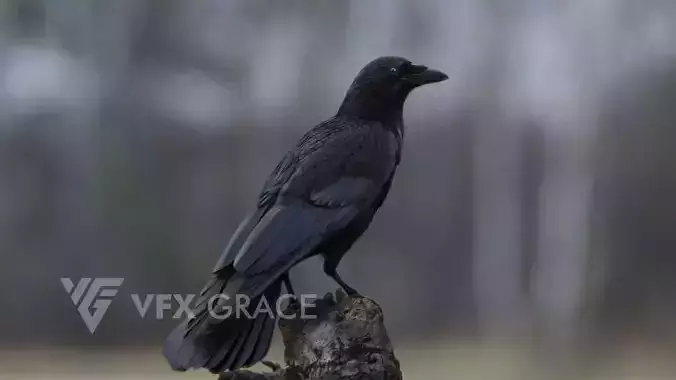 Carrion Crow Animated VFX Grace 3D model