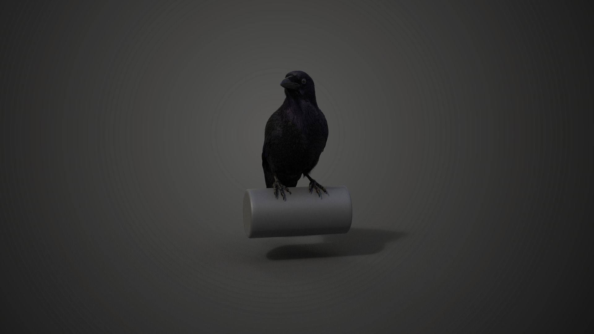 Carrion Crow Animated VFX Grace 3D model_13