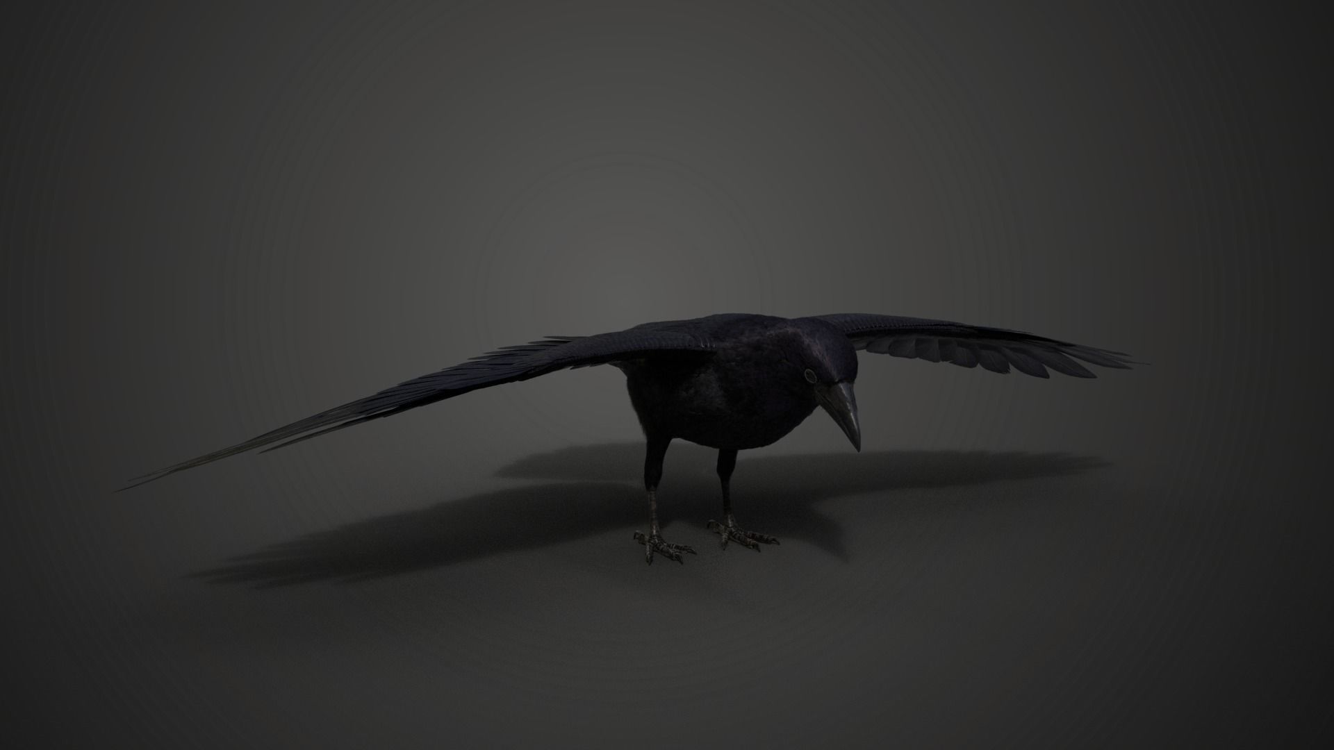 Carrion Crow Animated VFX Grace 3D model_19