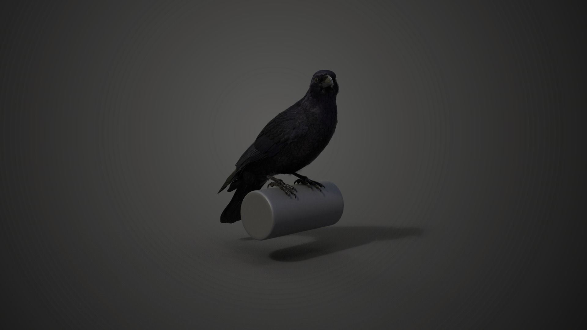 Carrion Crow Animated VFX Grace 3D model_14