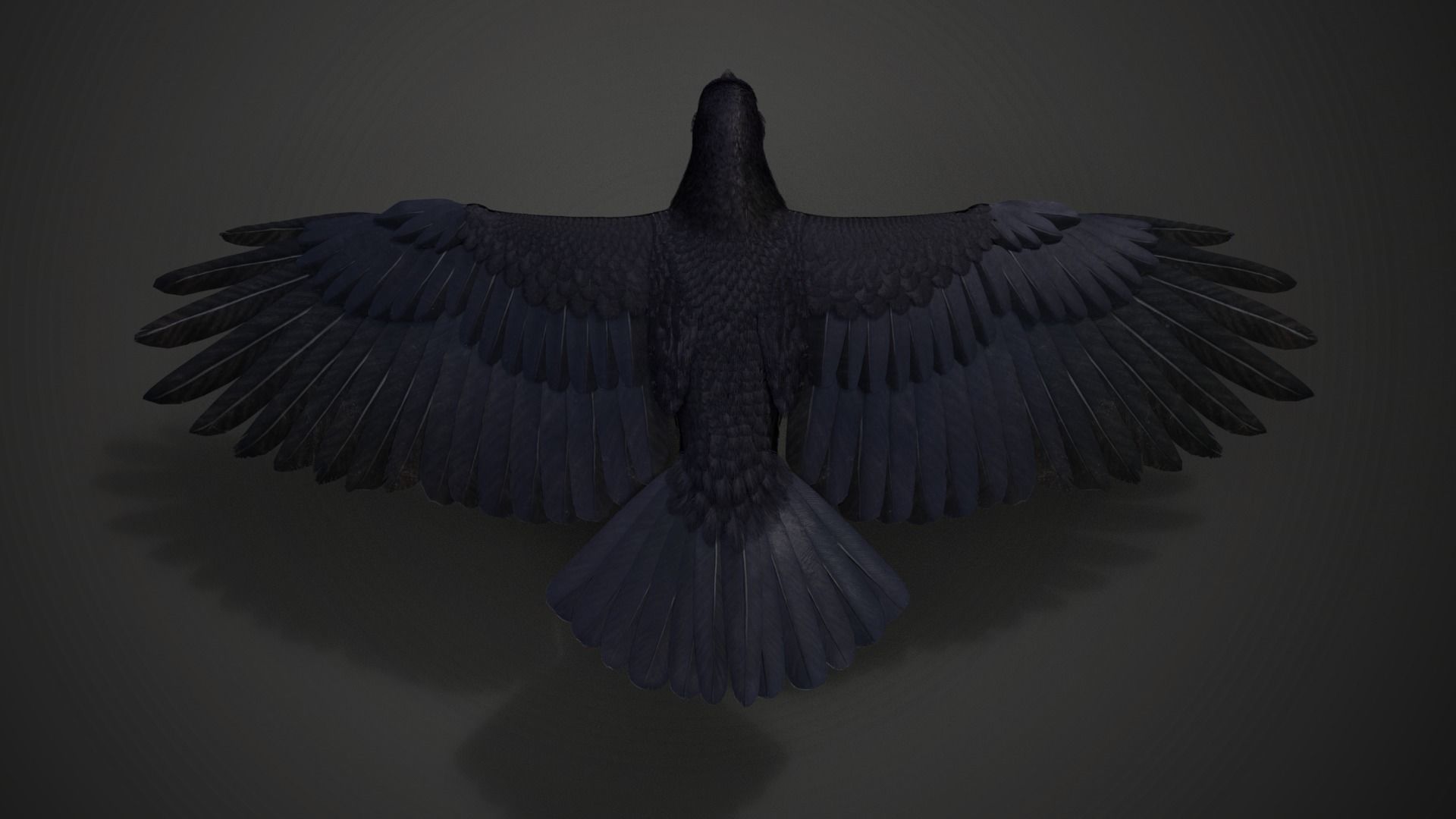 Carrion Crow Animated VFX Grace 3D model_12