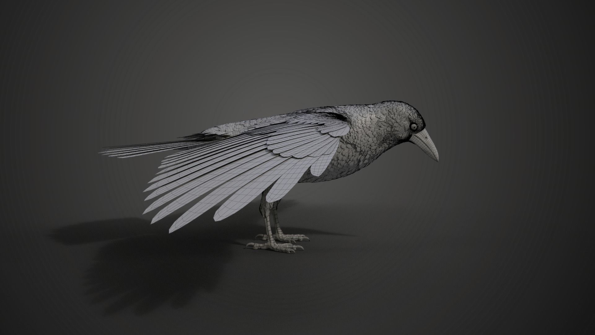 Carrion Crow Animated VFX Grace 3D model_37