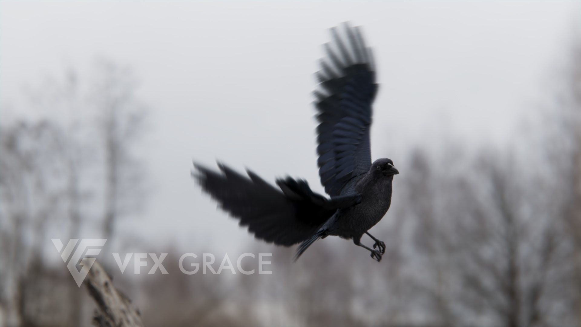 Carrion Crow Animated VFX Grace 3D model_11