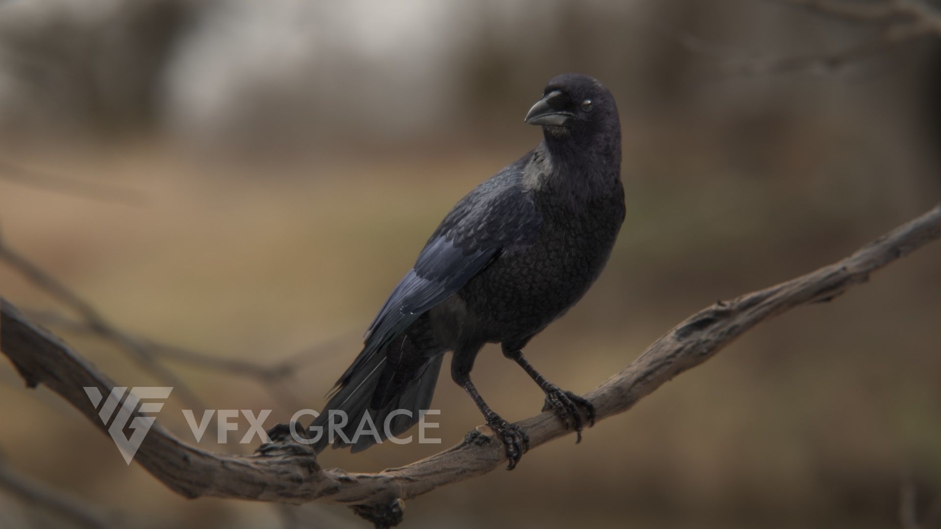 Carrion Crow Animated VFX Grace 3D model_9