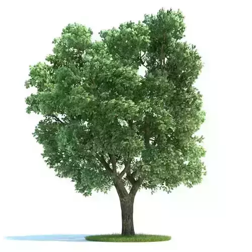 Green Big Ulmus Tree 3D model