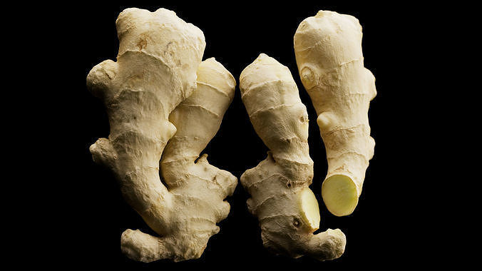 Ginger 3D model 5