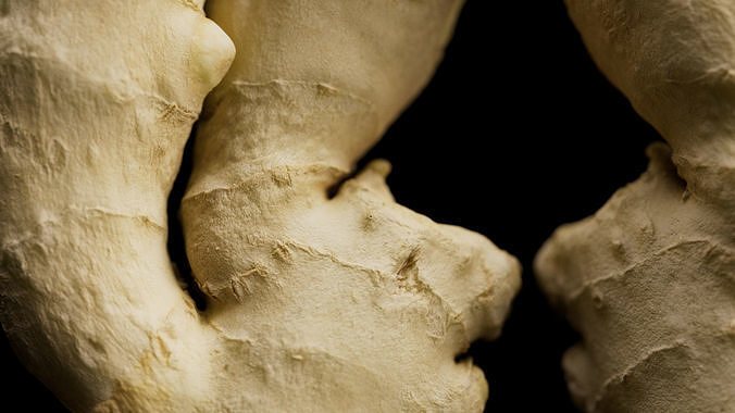 Ginger 3D model 7
