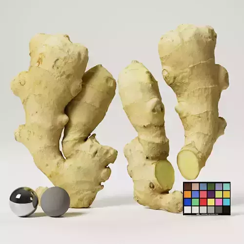 Ginger 3D model