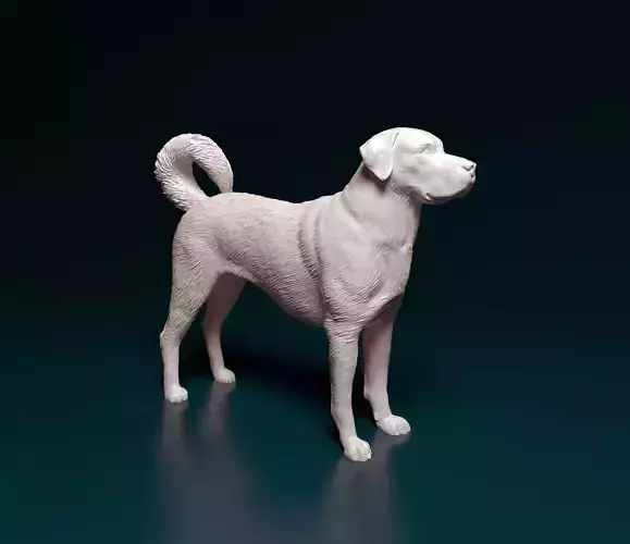 Kangal shepherd 3D print model