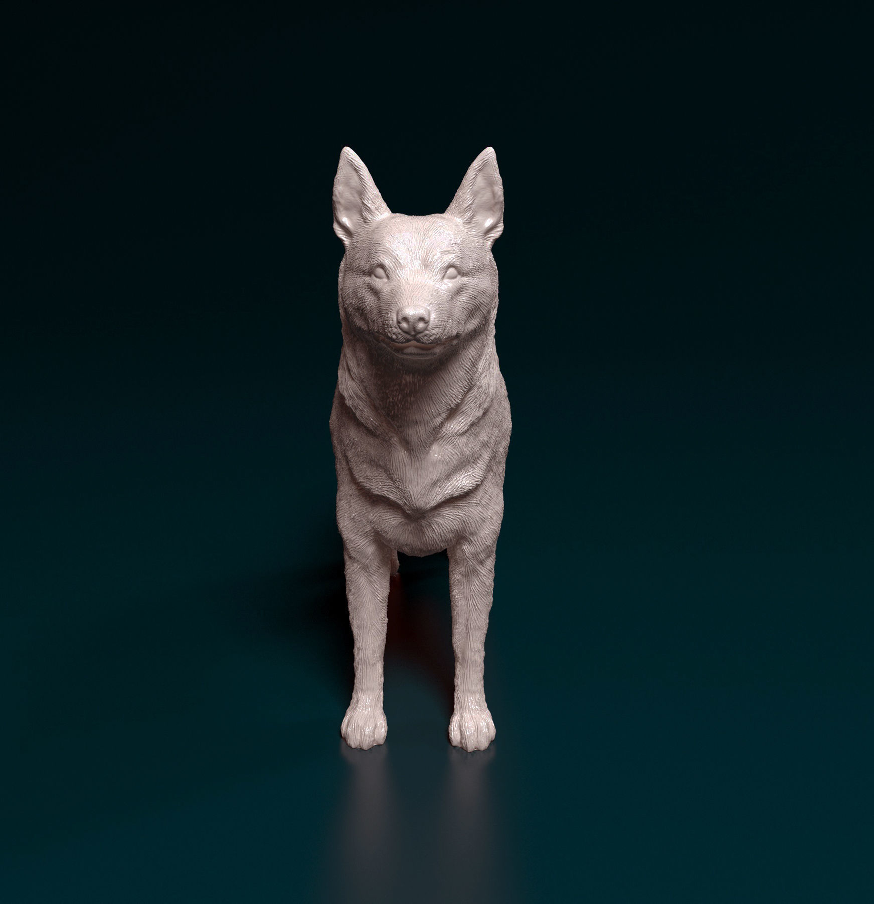 Kelpie australian shepherd 3D print model_5
