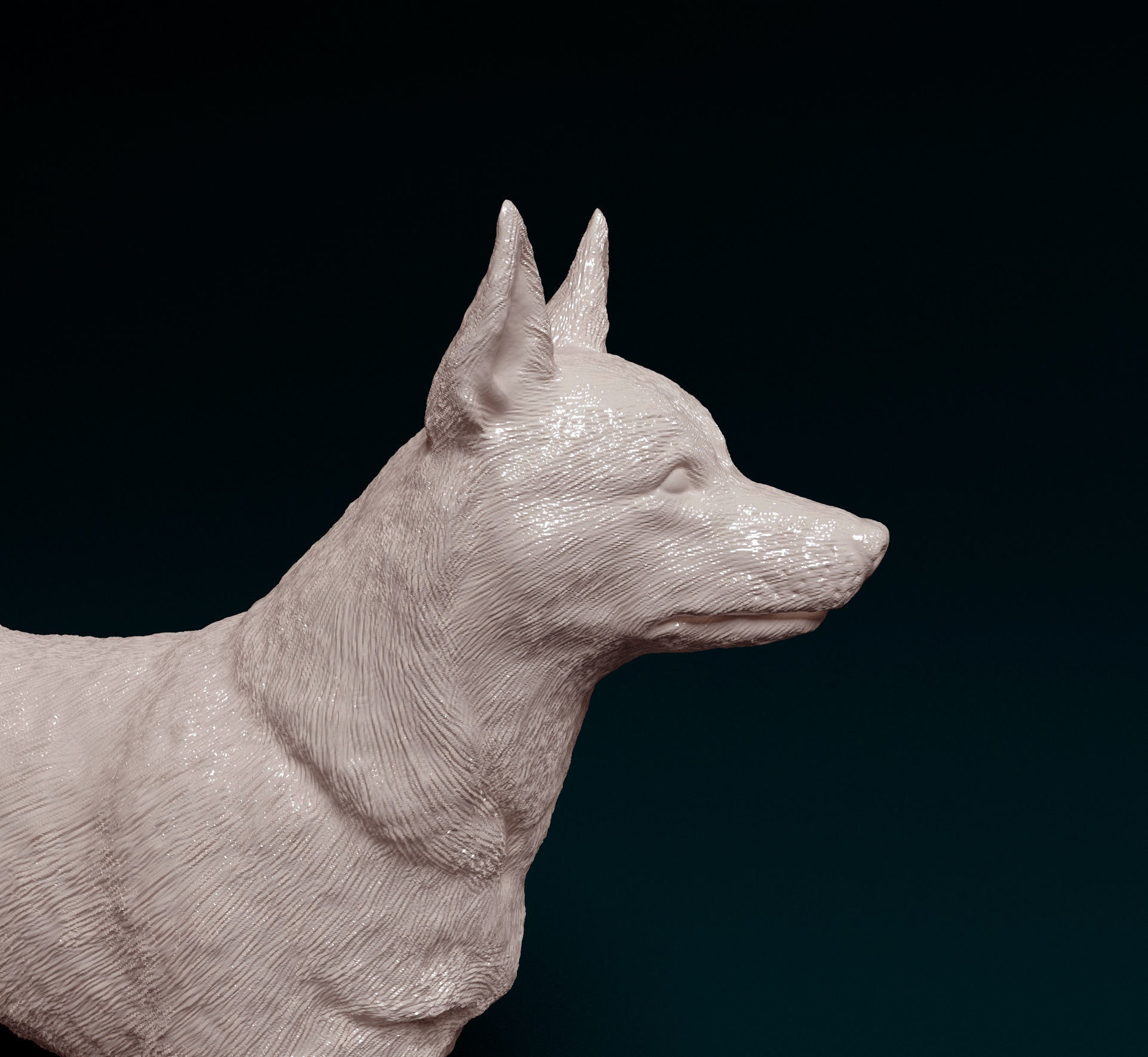 Kelpie australian shepherd 3D print model_6