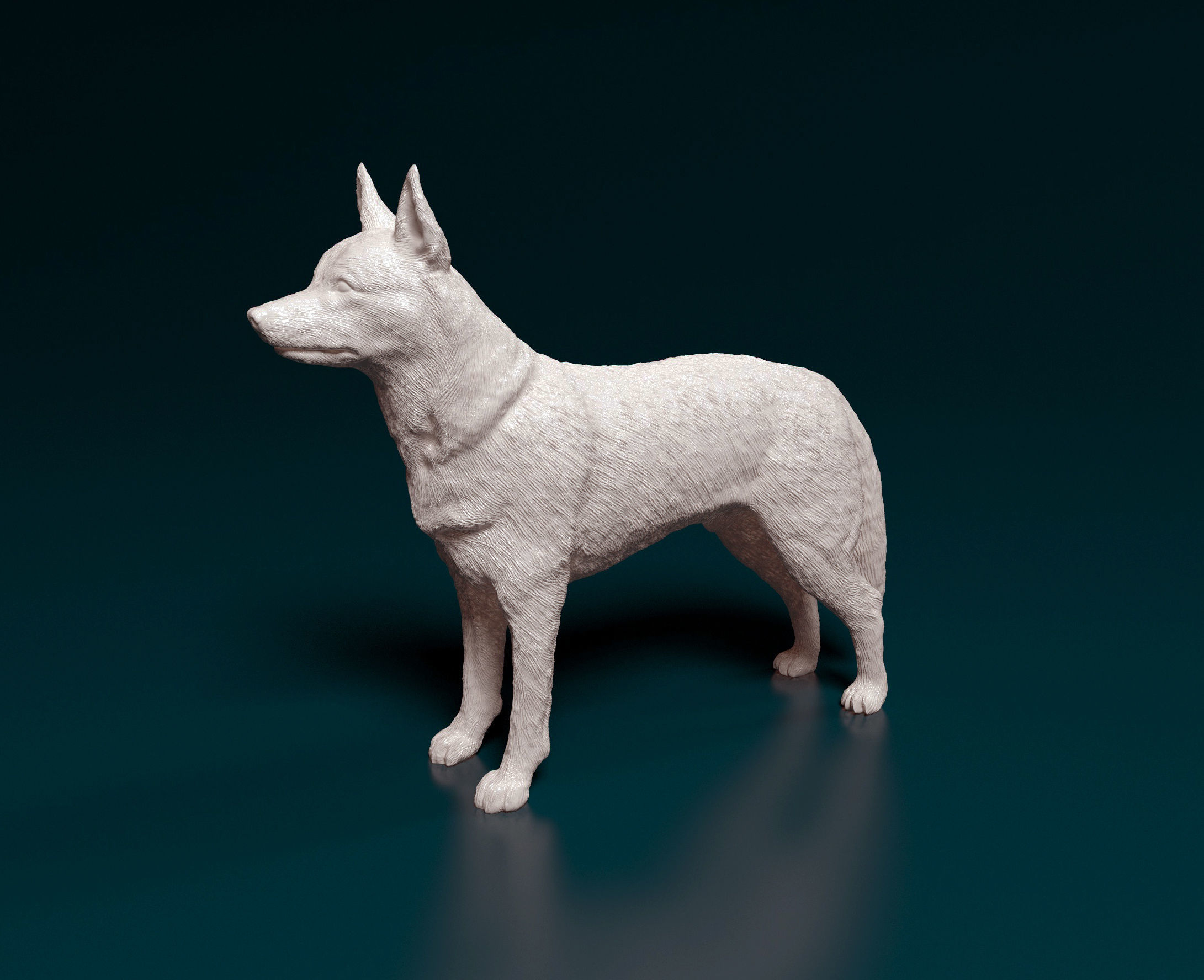 Kelpie australian shepherd 3D print model_4