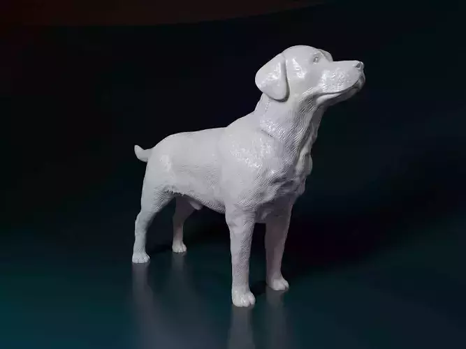 Labrador  3D print model