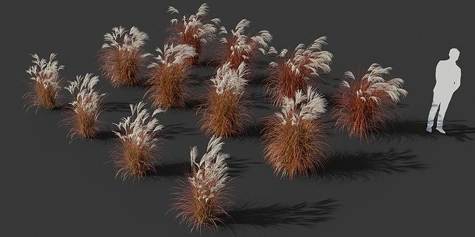 Miscanthus Sinensis Dronning Ingrid - 12 plants 3D model