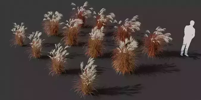 Miscanthus Sinensis Dronning Ingrid - 12 plants 3D model