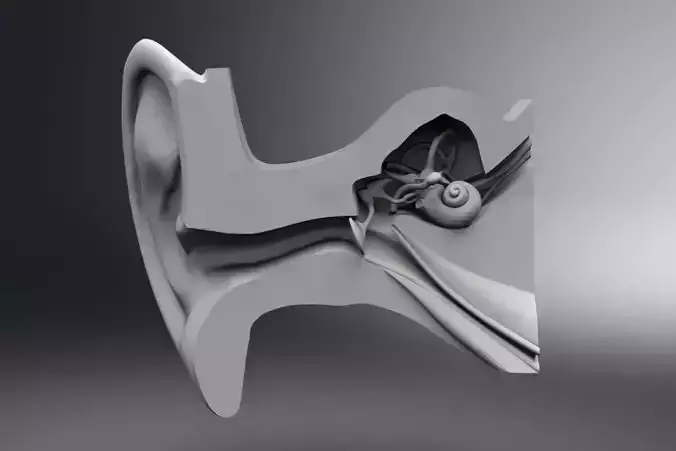 Human Ear Internal