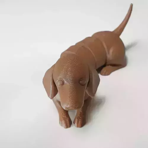 flexi dachshund dog