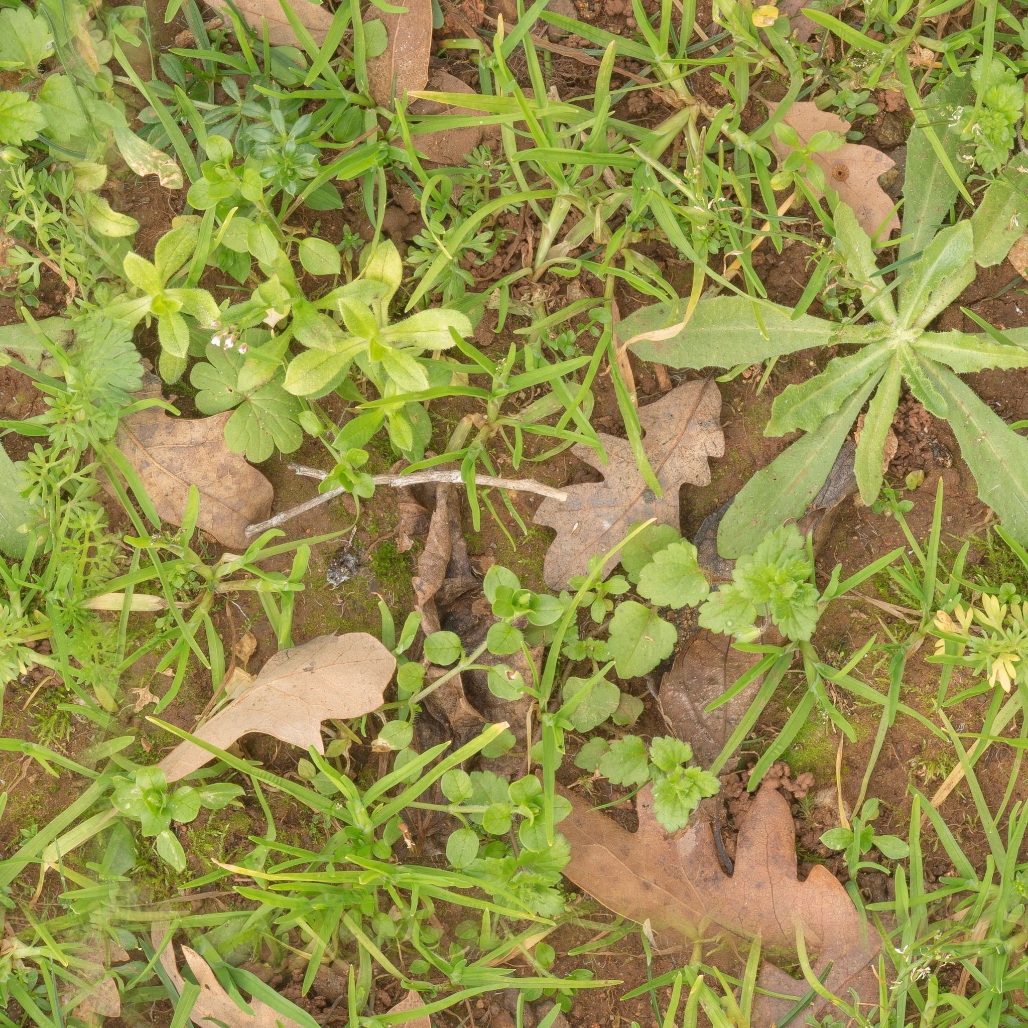 Low Vegetation 3 Texture_3