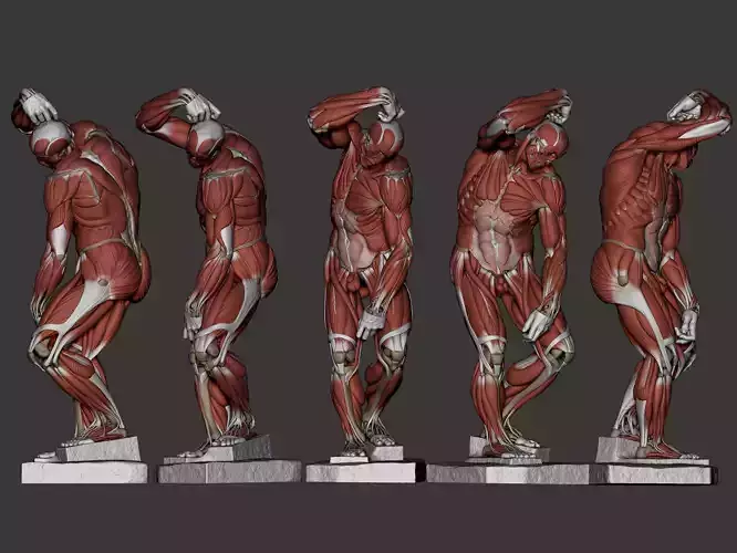 Ecorche Bearded Slave from Michelangelo 3D print model