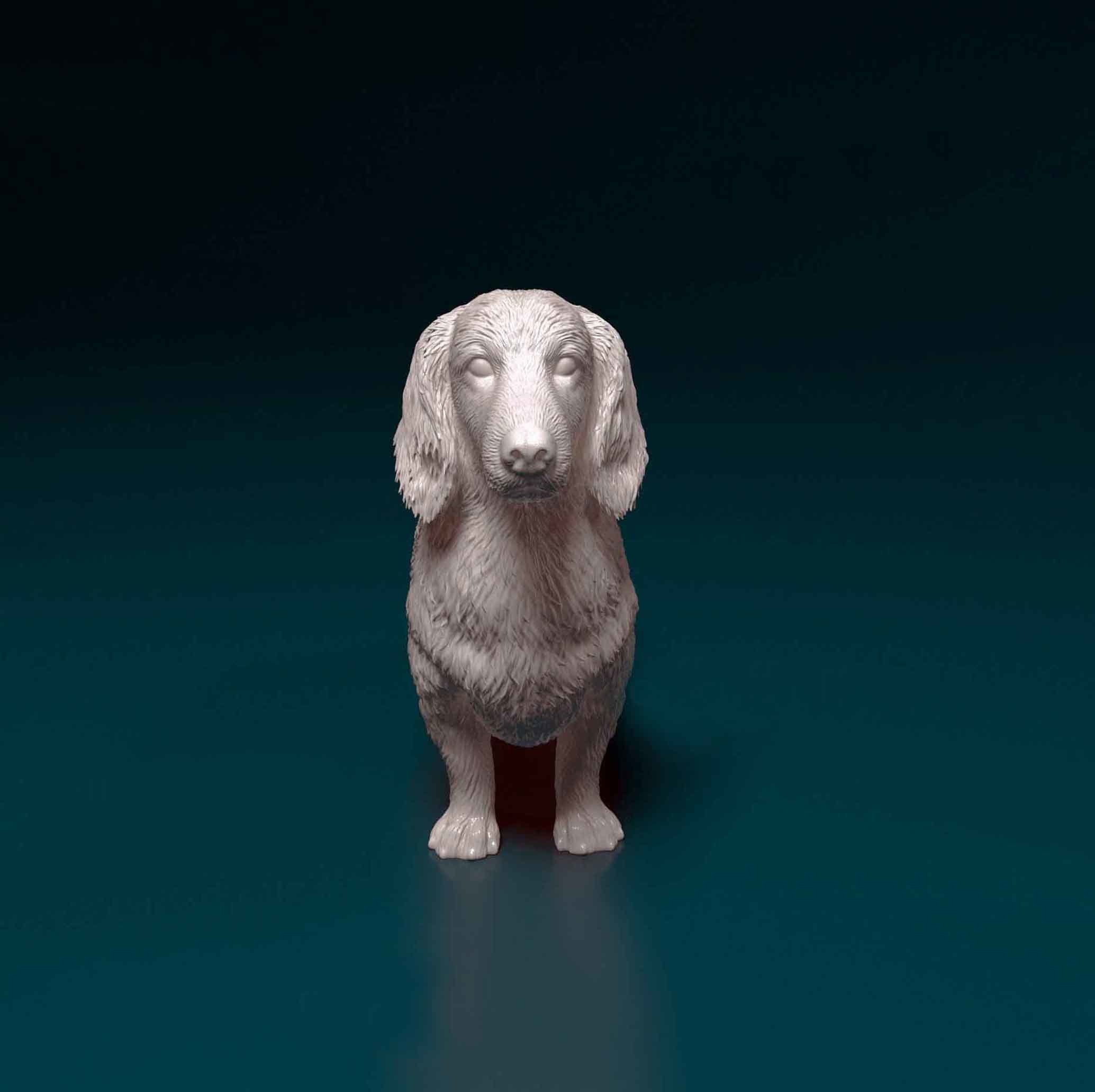 Long-haired Dachshund 3D print model_4